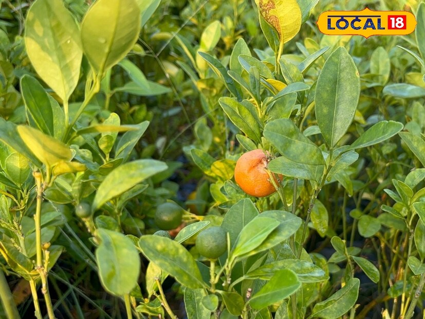 *সারাদিনে খেতে হবে একটি মাত্র লেবু, আর তাতেই নাকি কমবে সুগার! তবে এটা সাধারণ কোনও লেবু নয়। এমন এক ধরনের লেবু রয়েছে যেটা খেলে শারীরিক বিভিন্ন উপকার পাওয়া যাবে। প্রতিবেদনঃ বনোয়ারীলাল চৌধুরী। সংগৃহীত ছবি। 