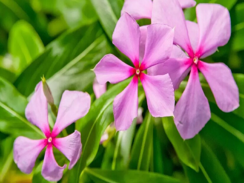 নয়নতারা ফুল (Madagascar Periwinkle)মাদাগাস্কার পেরিউইঙ্কলকে আমরা চিনি নয়নতারা ফুল বলেই! বিপুল ওষধিগুণ সমৃদ্ধ এই ফুল নানা রোগ সারাতে কাজে লাগে। ঐতিহ্যগতভাবে ডায়াবেটিস, গলার সংক্রমণ, রক্তচাপ, ক্যান্সার এবং ত্বকের রোগ সহ বিভিন্ন স্বাস্থ্য সমস্যা সমাধানের জন্য ব্যবহৃত হয়েছে এই ফুল। যদিও অনুপযুক্ত ডোজ এর ব্যবহারকে বিপজ্জনক করে তুলতে পারে। এই উদ্ভিদ থেকে কিছু বিশুদ্ধ যৌগ ইউএস এফডিএ দ্বারা ইনজেকশনের মাধ্যমে ক্যান্সার চিকিত্সার জন্য অনুমোদিত হয়েছে। কোনও অবস্থার জন্য এর ব্যবহার বিবেচনা করার আগে এর পার্শ্ব প্রতিক্রিয়াগুলি বোঝা গুরুত্বপূর্ণ।