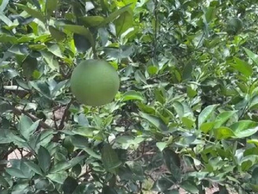  চিরাচরিত চাষের বাইরে গিয়ে এই চাষ শুরু করার পর সেভাবে কোনও অভিজ্ঞতা না থাকার ফলে প্রথম অবস্থায় একটু সমস্যায় পড়তে হয়। কিন্তু সেই সমস্যা আসতে আসতে কাটিয়ে আগামী দিনে এই চাষ আরও বৃহৎ আকারে করার পরিকল্পনা রয়েছে মিঠুবাবুর।