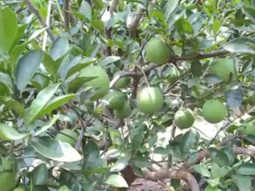 বর্তমানে তাঁর এই চাষে অনুপ্রাণিত হয়ে বেশ কিছু মানুষও চিরাচরিত চাষ বাদ দিয়ে এই ধরনের মাল্টা চাষ শুরু করেছে। এমনকি মিঠুবাবুর দাবি, এই ফলের চাষ কেউ যদি মনোযোগ সহকারে করে, তাহলে প্রচুর পরিমাণে লাভের মুখ দেখবে এই বিষয়ে কোন সন্দেহ নেই।