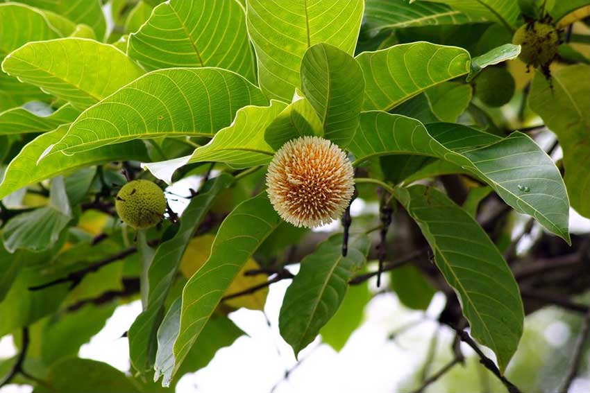 তিনি বলছেন, কদম কোনও সাধারণ গাছ নয়, ঔষধি গুণে পরিপূর্ণ। নিয়মিত সেবনে শরীরে কফের সামান্য বৃদ্ধি ঘটলেও পিত্তজনিত রোগ দূর করে। এছাড়া আরও অনেক রোগের চিকিৎসাতেও এই ফল প্রতিষেধক হিসাবে প্রমাণিত।