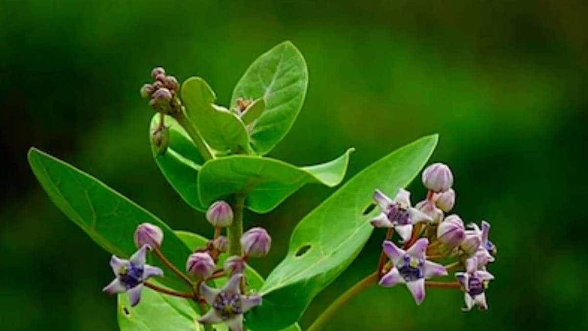 Akanda Plant Tips: বদহজম, বাত, গাঁটের ব্যথার যম! তবে ভেষজ গুণের খনি এই ...