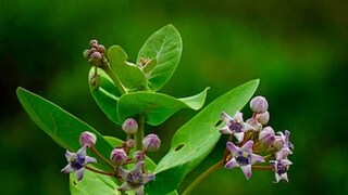 পুজো ও আয়ুর্বেদশাস্ত্রে এই গাছের গুরুত্ব রয়েছে