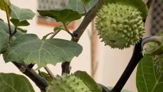 আয়ুর্বেদে, এটি একটি ব্যথা উপশমকারী এবং প্রদাহ কমানোর ওষুধ হিসাবে বিবেচিত হয়