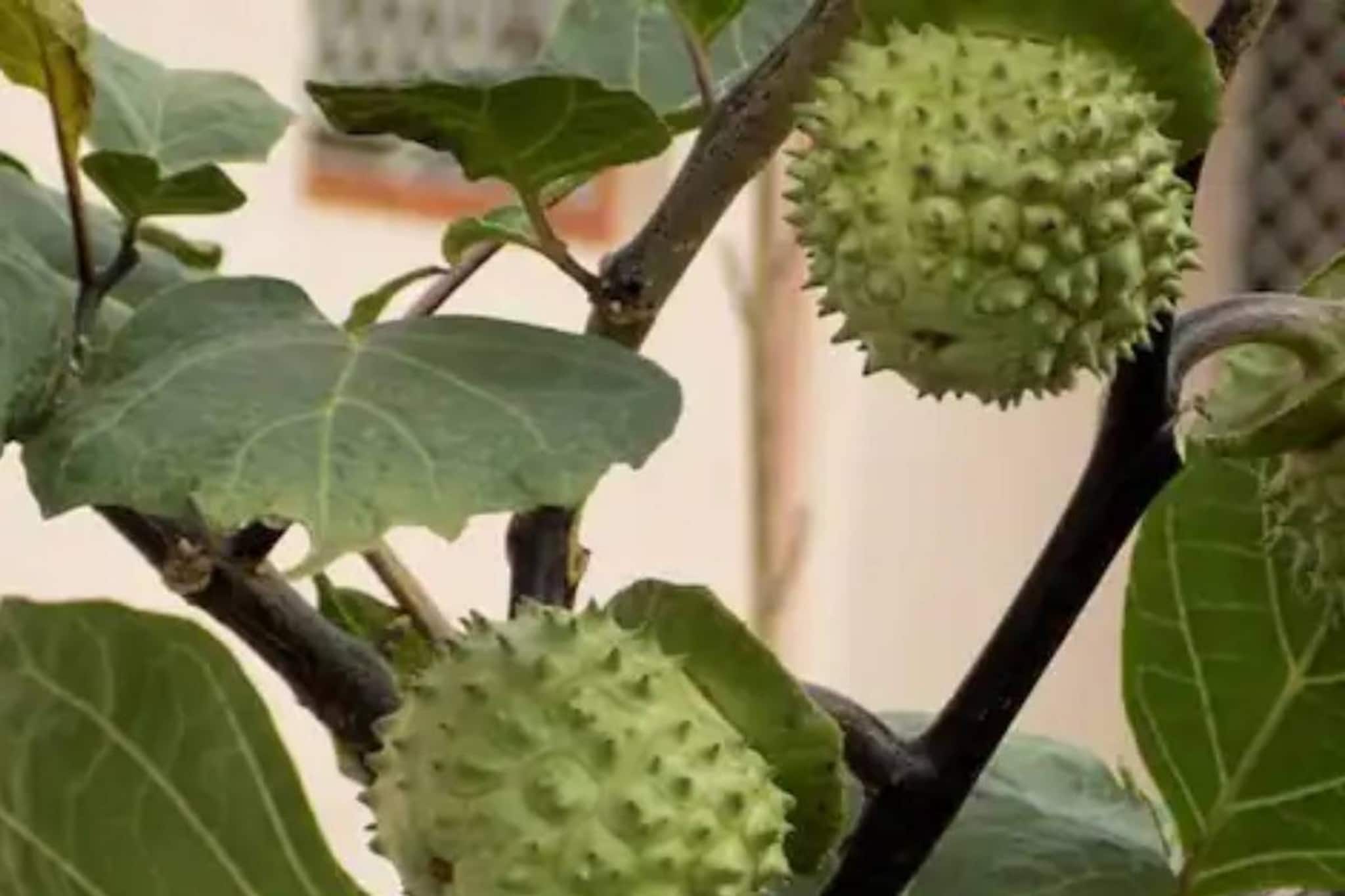 এক চুল এদিক ওদিক হলেই বিষাক্ত! নিয়ম মেনে খেলে গাঁটের ব্যথা, হাঁপানিতে ধন্বন্তরি