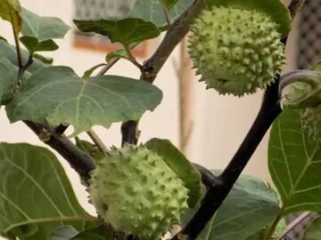 আয়ুর্বেদে, এটি একটি ব্যথা উপশমকারী এবং প্রদাহ কমানোর ওষুধ হিসাবে বিবেচিত হয়