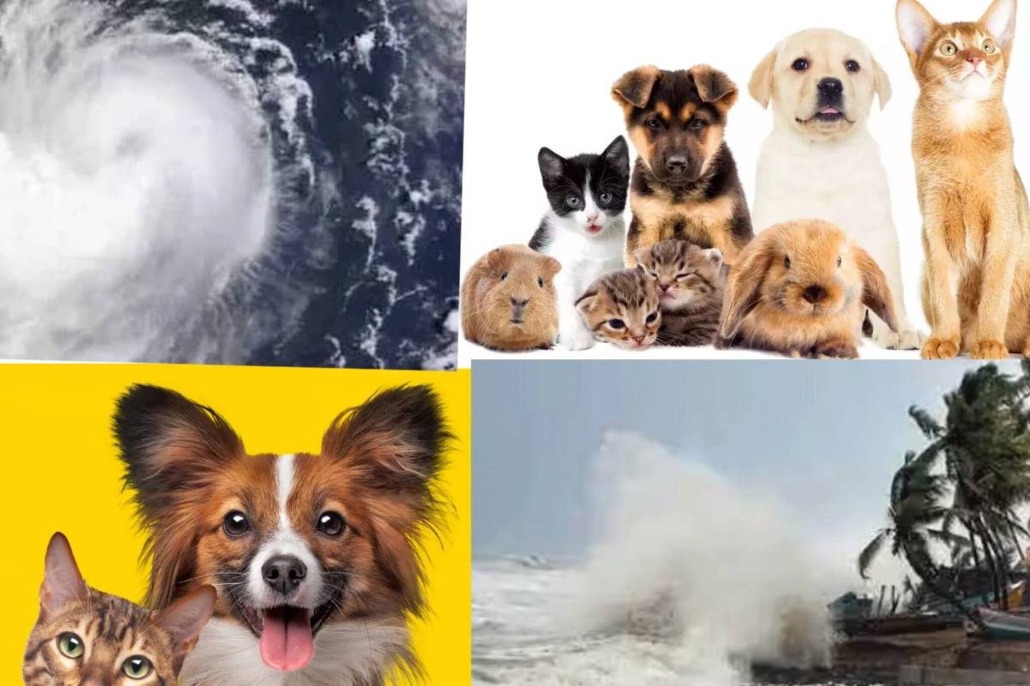 আসছে ঘূর্ণিঝড় দানা! কীভাবে পোষ্যদের নিরাপদে রাখবেন?কী করবেন, কী করবেন না? জানুন