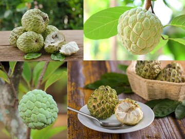 বেদানা, মুসম্বি ভুলে খান আতা! পালাবে কোষ্ঠকাঠিন্য, হাইপ্রেশার থেকে অ্যানিমিয়া