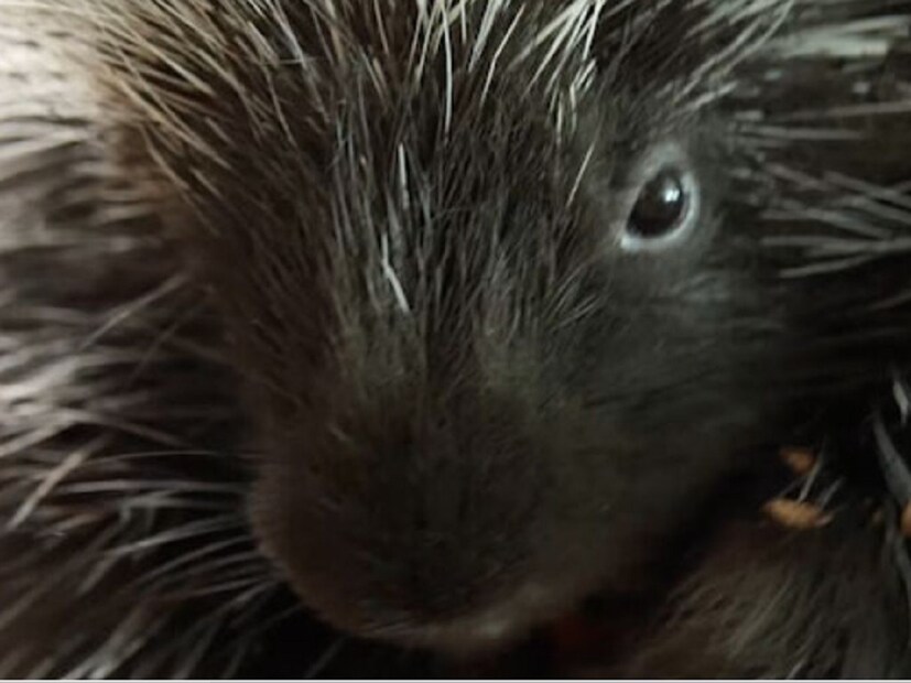 সাধারণত, বেশিরভাগ প্রজাতির প্রাণী বাঘ বা সিংহের মতো আক্রমণাত্মক এবং মাংসাশী প্রাণীদের ভয় পায়। কিন্তু এমন কিছু বন্য প্রাণী আছে যাদের আক্রমণ করার আগে এমনকি বাঘ এবং সিংহের মতো প্রাণীও ১০০ বার চিন্তা করে। এরকম একটি প্রাণী হল সজারু। যদিও এটি স্বভাবে আক্রমণাত্মক নয়, তবে এর শরীরের কাঁটা এটিকে বিপজ্জনক করে তোলে। সাধারণত, বেশিরভাগ প্রজাতির প্রাণী বাঘ বা সিংহের মতো আক্রমণাত্মক এবং মাংসাশী প্রাণীদের ভয় পায়। কিন্তু এমন কিছু বন্য প্রাণী আছে যাদের আক্রমণ করার আগে এমনকি বাঘ এবং সিংহের মতো প্রাণীও ১০০ বার চিন্তা করে। এরকম একটি প্রাণী হল সজারু। যদিও এটি স্বভাবে আক্রমণাত্মক নয়, তবে এর শরীরের কাঁটা এটিকে বিপজ্জনক করে তোলে।