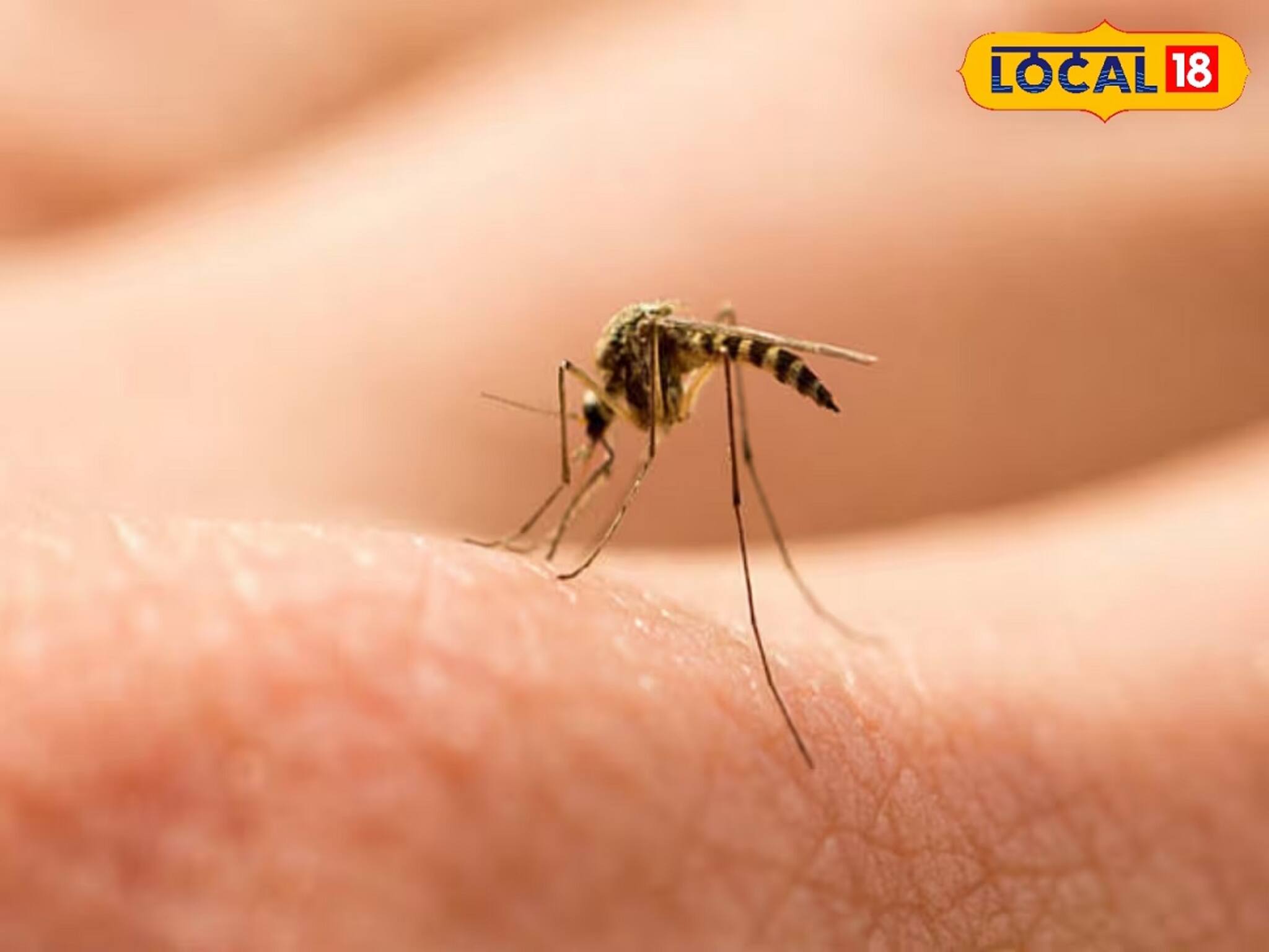 সারাক্ষণ কুট কুট করে মশার কামড় না খেয়ে ঘরে এই গাছটি লাগান, মশার বংশ থাকবে না!