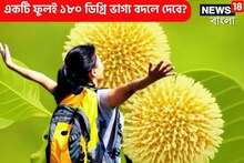 একটি গাছই ঘুরিয়ে দেবে ভাগ্য! ফুল ভরিয়ে দেবে, অপূর্ণতাই পূরণ করবে, জীবন সুন্দর