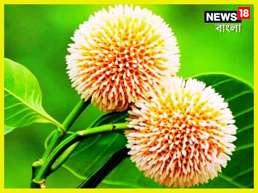 যে গাছের শাখে দুলত রাধার আর তাঁর আনন্দঘন মুহূর্তের দোলনা, সেও কদম। বৈষ্ণব পদাবলী এই ভাবে বার বার কদমের মাহাত্ম্য বর্ণনা করেছে। যে গাছ স্বয়ং দেবতারও প্রিয়, তা আমাদের মানুষদের জীবনও কিন্তু ভরিয়ে তুলতে পারে সমৃদ্ধিতে। প্রতীকী ছবি ৷ 