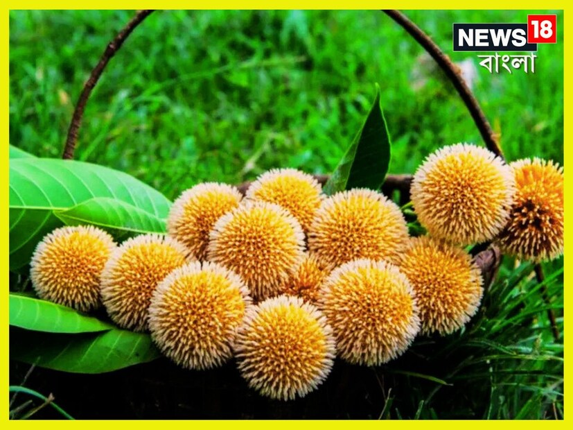 বলা যেতেই পারে, আমাদের সমাজজীবনে কদমগাছের উপস্থিতি দেবতার আশীর্বাদের চেয়ে কম কিছু নয়। এর ফুল জীবন সুরভিত করে, ফল রাখে নীরোগ, কাঠ হয় উপার্জনের সহায়ক। প্রতীকী ছবি ৷ 