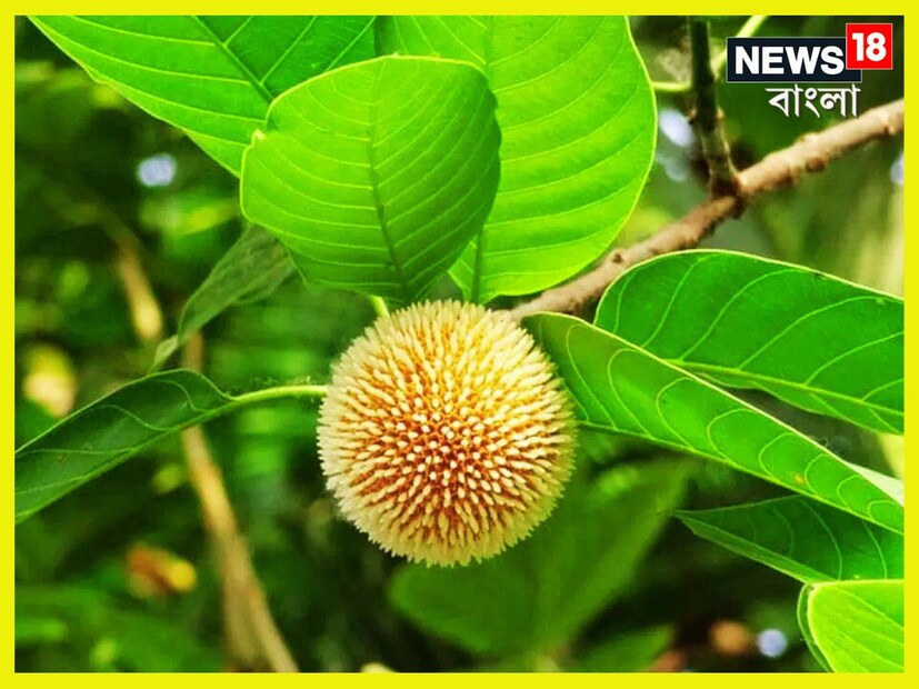 সে কথাই এবার আমাদের জানিয়েছেন মোহনপুর, সমস্তিপুরের মেডিকেল অফিসার এবং আয়ুর্বেদাচার্য ডা. বালেশ্বর শর্মা। প্রতীকী ছবি ৷ 
