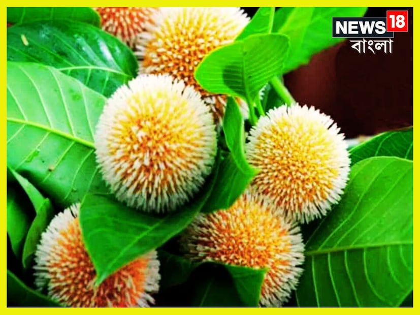শহরাঞ্চলে যে কদমগাছ চোখে পড়ে না, এমন নয়। তবে কংক্রিটের জঙ্গলে প্রকৃতির অনাবিলতা আংশিক স্বীকার করে নিতেই হয়। কদমের প্রাচুর্য তাই ঘন জনবসতির বাইরে। প্রতীকী ছবি ৷ 