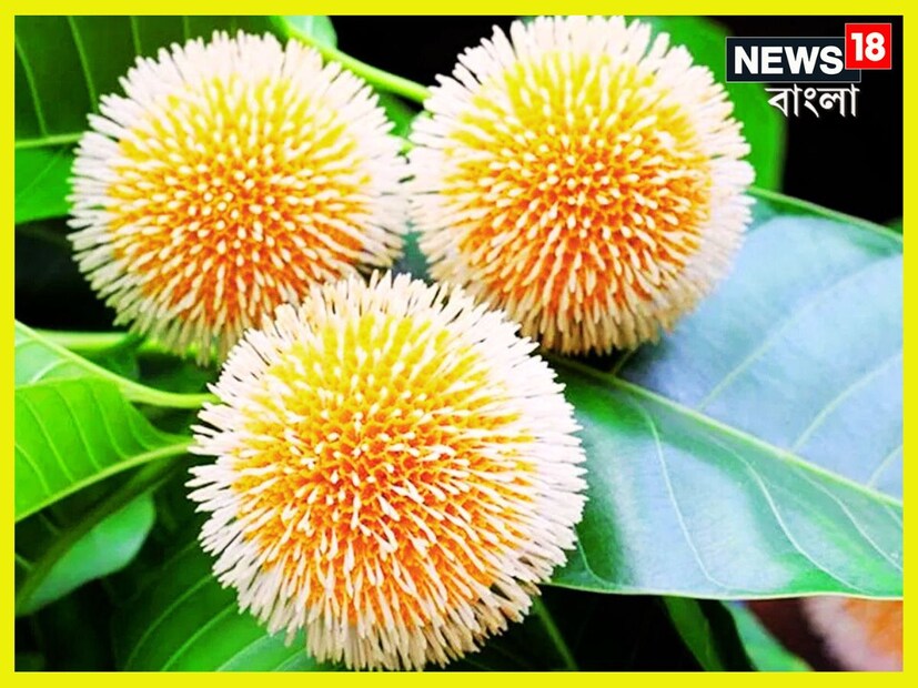 সাধারণত গ্রামে জন্মানো এই গাছের ফল পিত্তজনিত বিভিন্ন রোগ নিরাময়ে খুবই উপকারী বলে বিবেচিত হয়। এটির নিয়মিত ব্যবহার হজমের উন্নতি করে এবং ওজন কমাতে সাহায্য করে, কারণ এতে কম ক্যালোরি এবং বেশি মাত্রায় জল রয়েছে। প্রতীকী ছবি ৷ 