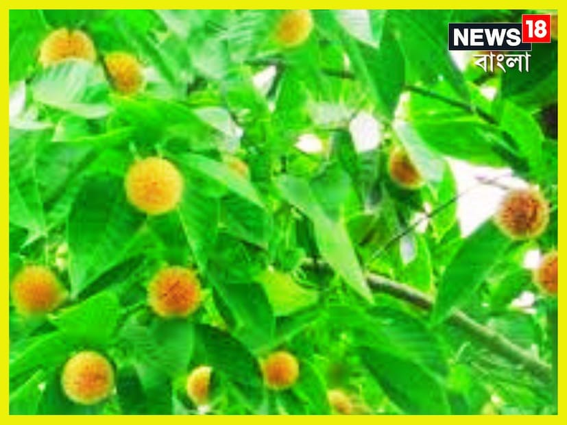 এই ফলটিতে রয়েছে অ্যান্টিঅক্সিডেন্ট, যা ত্বককে উজ্জ্বল করতে এবং বার্ধক্যের লক্ষণ কমাতে সহায়ক। এই ফলটি সম্পূর্ণ পাকলে এর রঙ হলুদ হয়, যার মধ্যে লুকিয়ে থাকে ঔষধি গুণ, যা বিভিন্ন রোগের চিকিৎসায় উপকারী প্রমাণিত হয়। প্রতীকী ছবি ৷ 