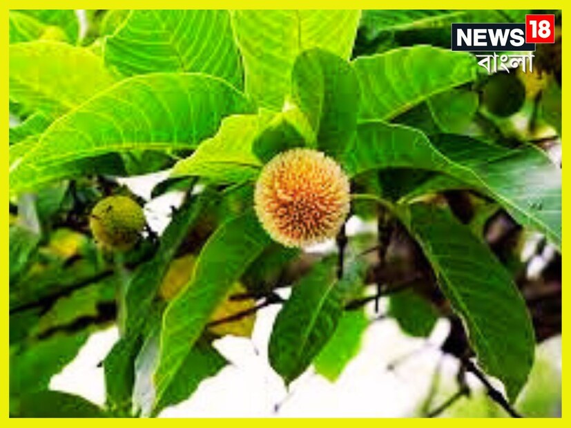 গত ২০ বছরের অভিজ্ঞতার ভিত্তিতে, মোহনপুর, সমস্তিপুরের মেডিকেল অফিসার এবং আয়ুর্বেদাচার্য ডা. বালেশ্বর শর্মা বলেছেন যে কদম ফলের চাষ কৃষকরাও করে থাকেন, তবে এটি প্রায়শই জঙ্গলে জন্মায়। প্রতীকী ছবি ৷ 
