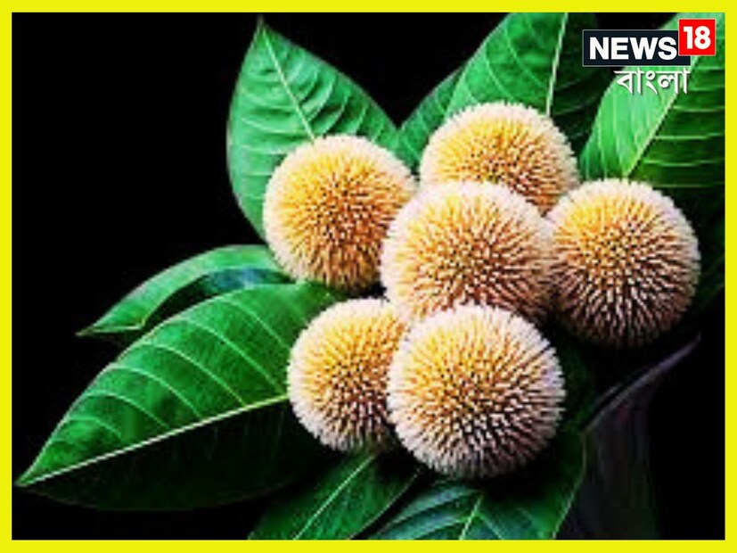 তিনি বলেন, এটি কোনও সাধারণ গাছ নয়। এটি প্রচুর পরিমাণে ঔষধি গুণে পরিপূর্ণ। ডা. শর্মা আরও বলেন যে, এর সেবনে শরীরে কফের সামান্য বৃদ্ধি ঘটলেও এটি পিত্তজনিত রোগ দূর করে। প্রতীকী ছবি ৷ 