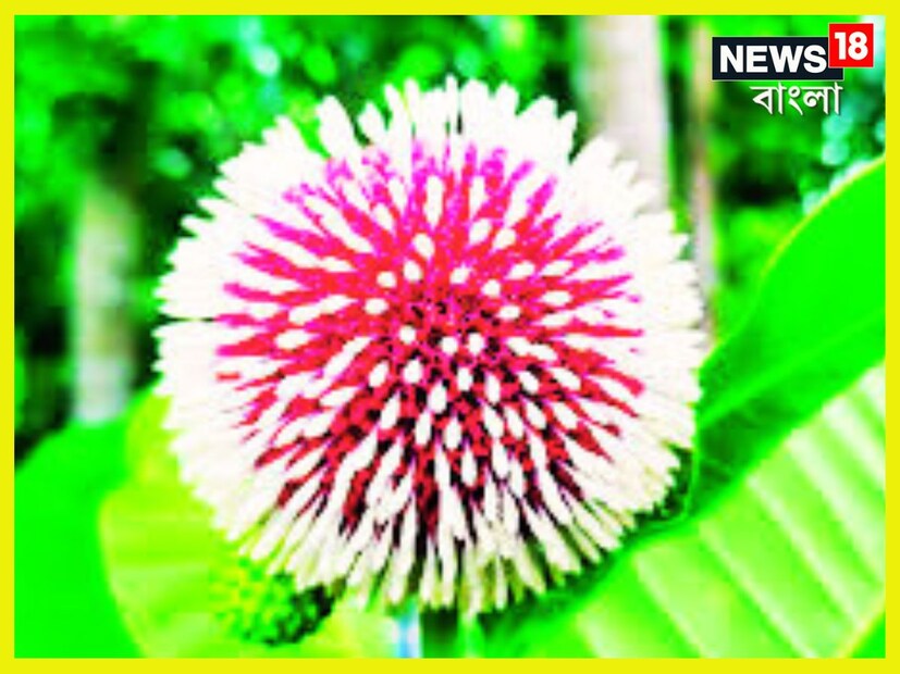 এছাড়া আরও অনেক রোগের চিকিৎসায়ও এই ফলটি প্রতিষেধক হিসেবে প্রমাণিত। শুধু কদম ফল নয়, এর কাঠের উপকারিতাও অনেক। তিনি বলেন, কদম ফল থেকে উদ্যানচাষিরা শুধু ভাল আয়ই করেন না, এর কাঠও অত্যন্ত মূল্যবান। প্রতীকী ছবি ৷ 