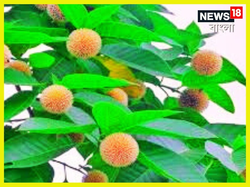 এই ভাবে কৃষকরা কদম ফল এবং এই গাছের কাঠ উভয় থেকেই অর্থনৈতিক সুবিধা পেতে পারেন, যা তাঁদের আয় বৃদ্ধি করবে এবং তাঁদের জন্য একটি টেকসই ব্যবসার ভিত্তি তৈরি করবে। প্রতীকী ছবি ৷ 