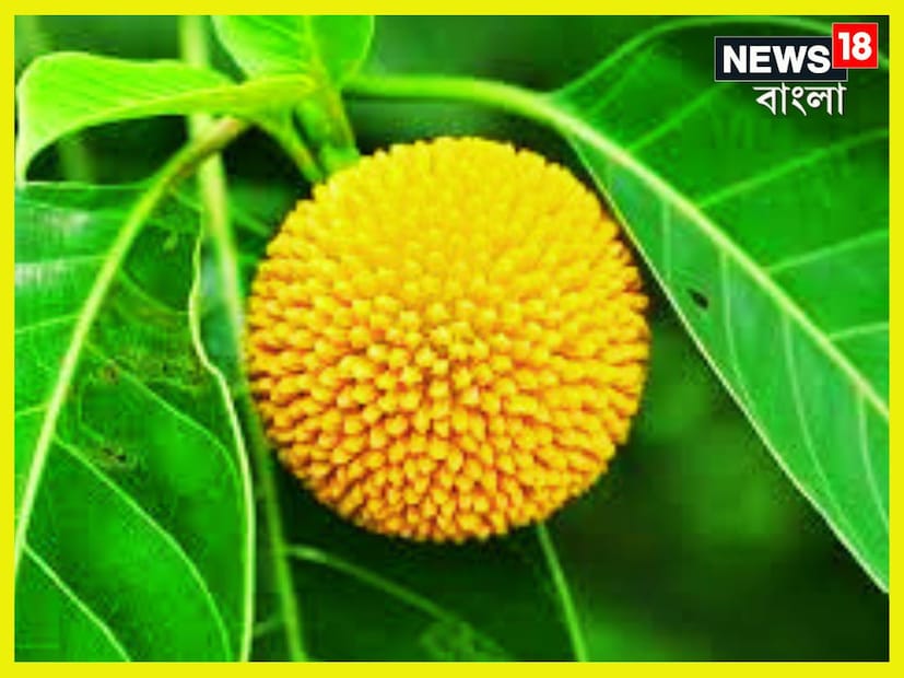 Disclaimer: উপরোক্ত বিষয়গুলি মানতে নিউজ ১৮ বাংলা বাধ্য বা অনুরোধ করেনা, নিজের বিচার বুদ্ধি সহযোগে সিদ্ধান্ত নিন ৷ প্রতীকী ছবি ৷ 