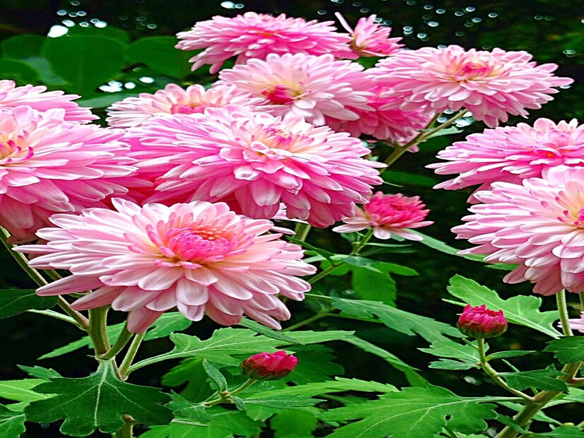 মুরশুমি ফুলের নার্সারি বর্তমানে বিকল্প রোজকারের পথ দেখাচ্ছে। ডালিয়া চন্দ্রমল্লিকা এস্টার ক্যালেন্ডুলা সহ নানা শীতকালীন ফুল বাড়ির সামনের ছোট্ট জায়গায় শোভা পায় প্রতিটি পরিবারে। ফলে নভেম্বর থেকে ডিসেম্বরের প্রথম সপ্তাহ পর্যন্ত বিভিন্ন শীতকালীন ফুল গাছের চাহিদা বাজারে থাকে। ফলে অত্যন্ত লাভজনক ব্যবসা। শীতের সময়টা বাড়িতে বাগান করতে ভালবাসেন না এমন মানুষ খুঁজে পাওয়া মুশকিল। বাড়ির সামনে উঠোনের একটু ফাঁকা জায়গা হোক বা ছাদে তবে শীতকালীন নানান ধরনের ফুলের গাছ লাগান বহু মানুষ। ফলে নার্সারি থেকে ডালিয়া চন্দ্রমল্লিকা সহ নানান ধরনের ফুলের গাছ বহু সংখ্যক বিক্রি হয়।