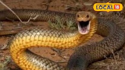 আদিবাসী সম্প্রদায় কীভাবে সাপ তাড়ায় জানেন? আদিবাসী সম্প্রদায় কীভাবে সাপ তাড়ায় জানেন?