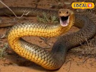 আদিবাসী সম্প্রদায় কীভাবে সাপ তাড়ায় জানেন? 