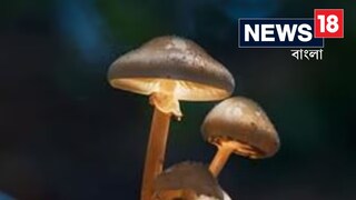 মাশরুমের নেশায় ভাসছিলেন, কুঠারের কোপে ভয়ঙ্কর কান্ড ঘটলানে ব্যক্তি, চমকে যাবেন আপনিও