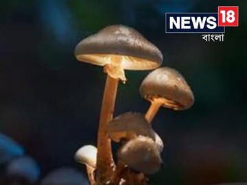 মাশরুমের নেশায় ভাসছিলেন, কুঠারের কোপে ভয়ঙ্কর কান্ড ঘটলানে ব্যক্তি, চমকে যাবেন আপনিও