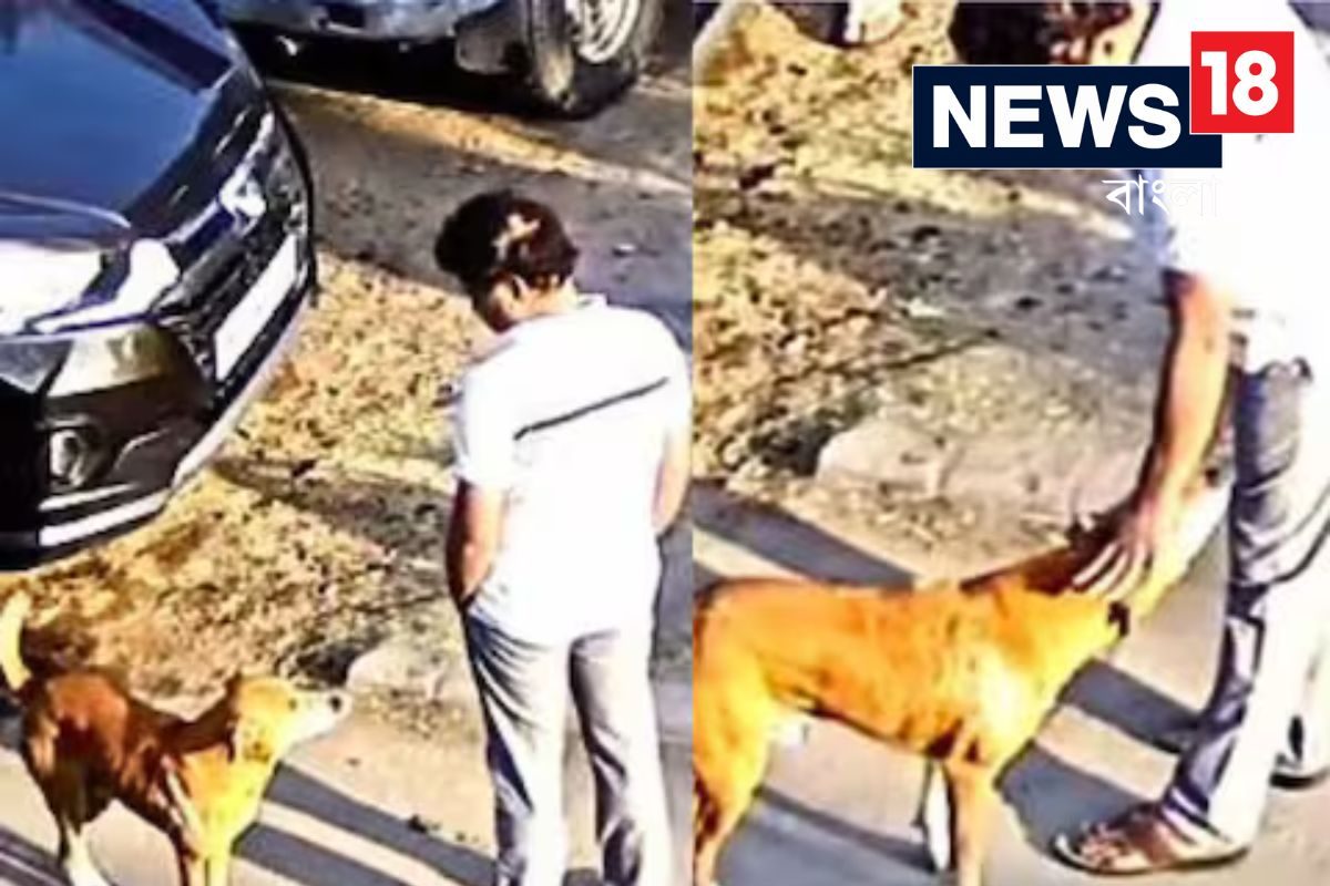 মাথায় হাত দিতেই বিপদ! ব্যক্তিকে আক্রমণ রাস্তার কুকুরের, দেখুন সেই ভিডিও মাথায় হাত দিতেই বিপদ! ব্যক্তিকে আক্রমণ রাস্তার কুকুরের, দেখুন সেই ভিডিও