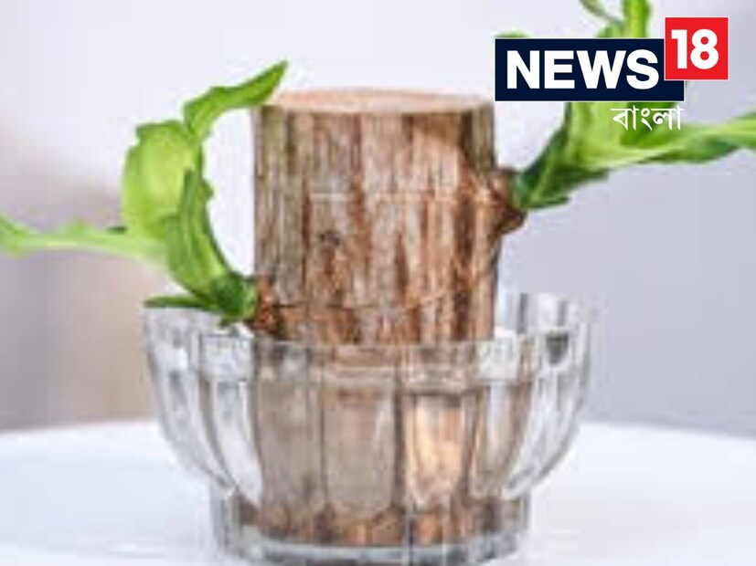 আপনি হয়তো আপনার বেডরুম, ড্রয়িং রুম, বারান্দায় মানি প্ল্যান্ট, স্নেক প্ল্যান্ট, পিস লিলি, জেড প্ল্যান্ট ইত্যাদি অনেক ধরনের গাছ রাখছেন। আপনার বাড়িতে একটি ব্রাজিলিয়ান লাকি উড আছে? যদি না হয়, তাহলে অবশ্যই এটিও রাখুন। এখানে কেন এটি তাই জানুন৷