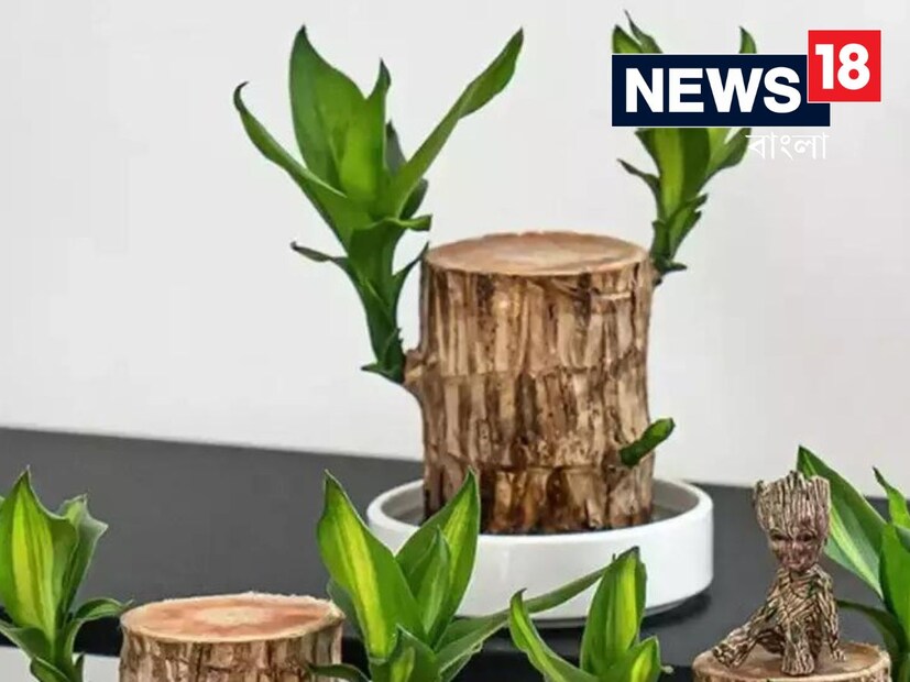 ব্রাজিলিয়ান কাঠের উদ্ভিদ ফেং শুইতে একটি অত্যন্ত গুরুত্বপূর্ণ উদ্ভিদ হিসাবে বিবেচিত হয়। এটি শুধু স্বাস্থ্যের জন্যই ভালো নয়, এটি ঘর থেকে বাস্তু দোষ দূর করতেও পরিচিত। এর বিশেষত্ব হলো এতে বেশি সূর্যালোকের প্রয়োজন হয় না।