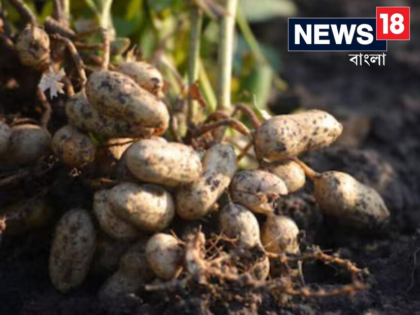 আমেরিকান হার্ট অ্যাসোসিয়েশন (AHA) এর মতে, চিনাবাদাম খাওয়া কার্ডিওভাসকুলার স্বাস্থ্যের জন্য খুবই উপকারী। ডায়াবেটিস রোগীদের হৃদরোগের ঝুঁকি অন্যদের তুলনায় বেশি থাকে। এমন পরিস্থিতিতে ডায়াবেটিস রোগীদের অল্প পরিমাণে চিনাবাদাম খাওয়া উচিত। এতে সুগার লেভেলের ওপর তেমন প্রভাব পড়বে না এবং স্ট্রোক ও হৃদরোগের ঝুঁকি কমে যেতে পারে।