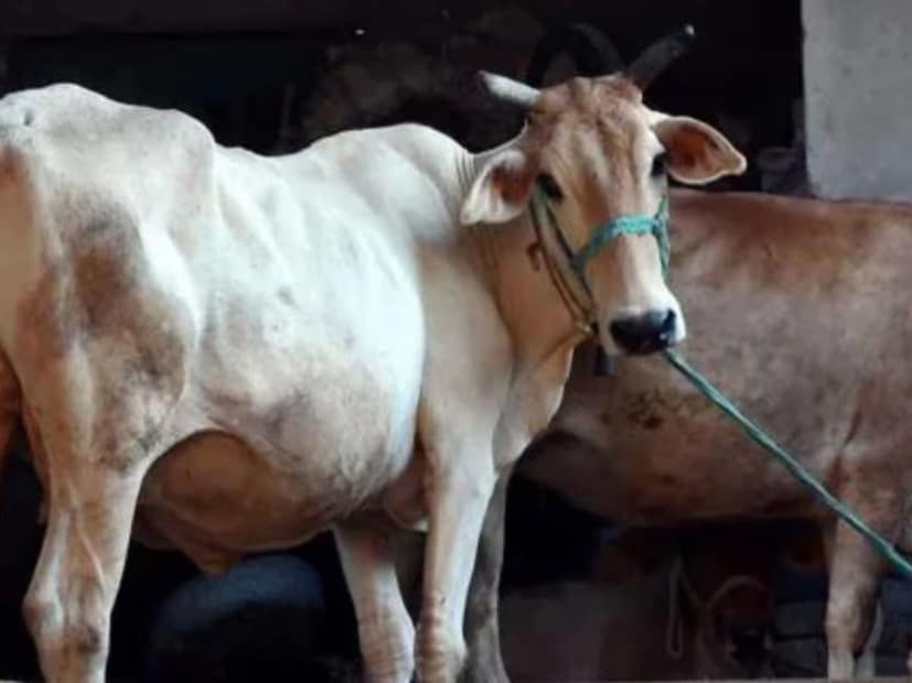এখন এখানে দুগ্ধ শিল্পের বিকাশের কারণগুলি জানা যাক। যুগ যুগ ধরে এখানে কৃষিকাজের পাশাপাশি পশুপালন প্রচলিত রয়েছে। ধীরে ধীরে এটি শিল্প হিসেবে গড়ে ওঠে। এতে গুরুত্বপূর্ণ ভূমিকা পালন করেছে দুগ্ধ সমিতি। কর্নালের ন্যাশনাল ডেইরি রিসার্চ ইনস্টিটিউট এবং হিসাবের সেন্ট্রাল ইনস্টিটিউট ফর রিসার্চ অন বাফেলো প্রাণীদের একটি নতুন জাত তৈরি করছে। হরিয়ানার দুগ্ধ শিল্পের এই মর্যাদার কারণে, রাজ্যটিকে ভারতের ডেনমার্ক বলা হয়। তবে হরিয়ানার পরিচয় এখানেই সীমাবদ্ধ নয়।