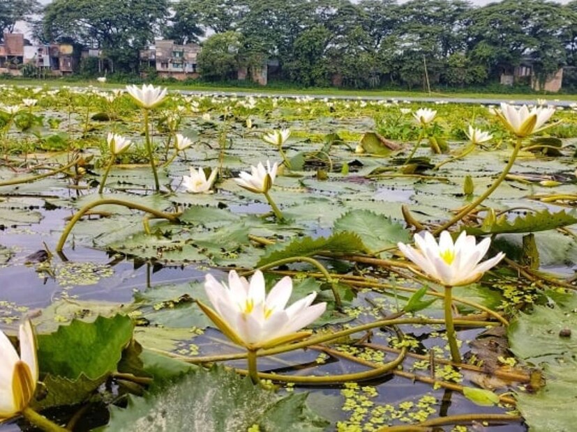 শাপলার ডাঁটাতে থাকা ভিটামিন-বি১ শরীরের কার্বোহাইড্রেটকে শক্তি হিসেবে ব‍্যবহার করতে সাহায‍্য করে। ডায়বেটিস কমাতে সাহায‍্য করে।