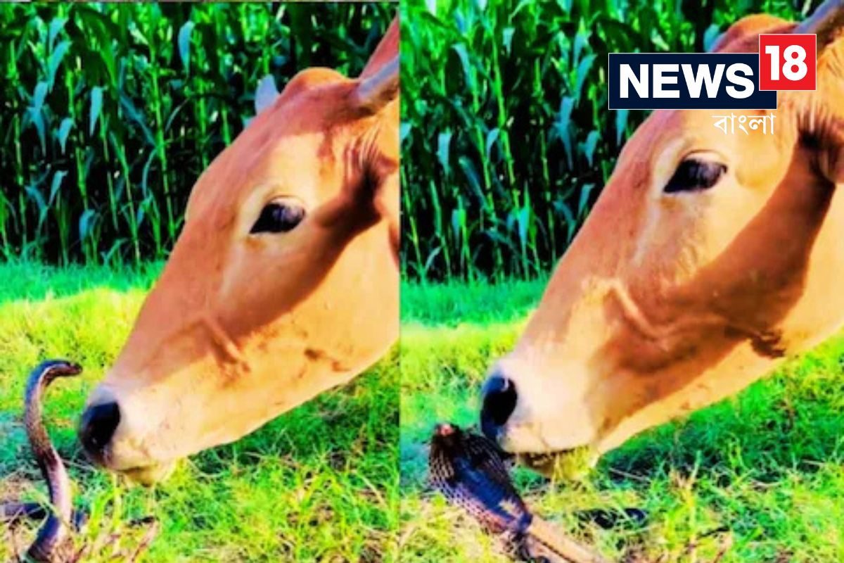 ফনা তুলে বসেছিল কোবরা, ভালোবাসার চোটে সেটিকে চেটে দিল গরু! দেখুন ভিডিও ফনা তুলে বসেছিল কোবরা, ভালোবাসার চোটে সেটিকে চেটে দিল গরু! দেখুন ভিডিও