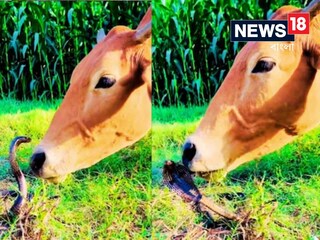 কোবরাকে আদর গরুর!