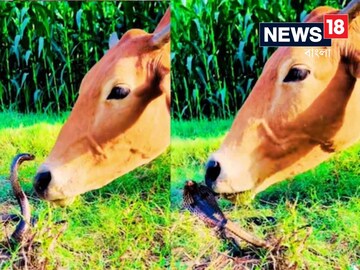 কোবরাকে আদর গরুর!