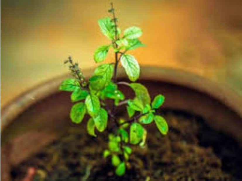 এছাড়াও, তুলসী ফুল সামাজিক প্রতিপত্তি এবং সম্মান বৃদ্ধির ইঙ্গিত দেয়। এটি এও ইঙ্গিত দেয় যে আপনার জীবনের আসন্ন সময়ে, আপনি সমাজে একটি সম্মানজনক স্থান পাবেন এবং আপনি আপনার কাজে সাফল্য অর্জন করবেন। (ডিসক্লেইমার - উপরের বিষয়গুলি মানতেই হবে এমন কোনও বিষয় নেই। কোনও সমস্যা হলে বিশেষজ্ঞের পরামর্শ নিন। কিছু হলে নিউজ 18 বাংলা কোনওভাবেই দায়ী থাকবে না।)