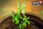 তুলসীর কাছে ভুলেও রাখবেন না এই ৫ জিনিস! ছারখার হবে জীবন, জলের মতো খসবে টাকা...