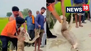 গিলে খেয়েছিল পাইথন, পিটিয়ে পেট থেকে বের করা হল মরা বাছুর গিলে খেয়েছিল পাইথন, পিটিয়ে পেট থেকে বের করা হল মরা বাছুর