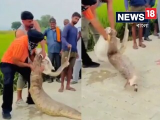 গিলে খেয়েছিল পাইথন, পিটিয়ে পেট থেকে বের করা হল মরা বাছুর