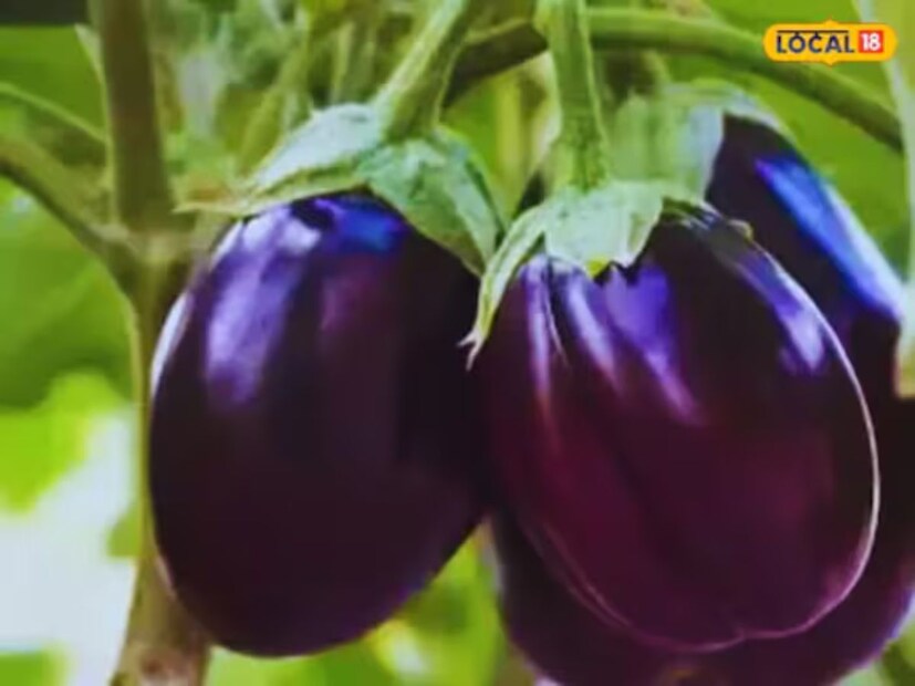 আজকে আমরা যে সবজির কথা বলছি তাকে দেখতে ভালো নয়৷ তবে এর গুনাগুন সম্পর্কে জানলে, এর প্রতি আপনার ধারণা বদলে যেতে বাধ্য৷ বিশেষজ্ঞরাই জানিয়েছেন, বেগুনের গুণের কথা৷ জানুন, আর বেশি করে বাড়িতে বেগুন নিয়ে আসুন৷ মনে রাখবেন বেগুনের গুন নেই বলে বাজারে যা রটেছে তা একবারে মিথ্যা৷ এই সবজির গুনগুলি জেনে নিন৷
