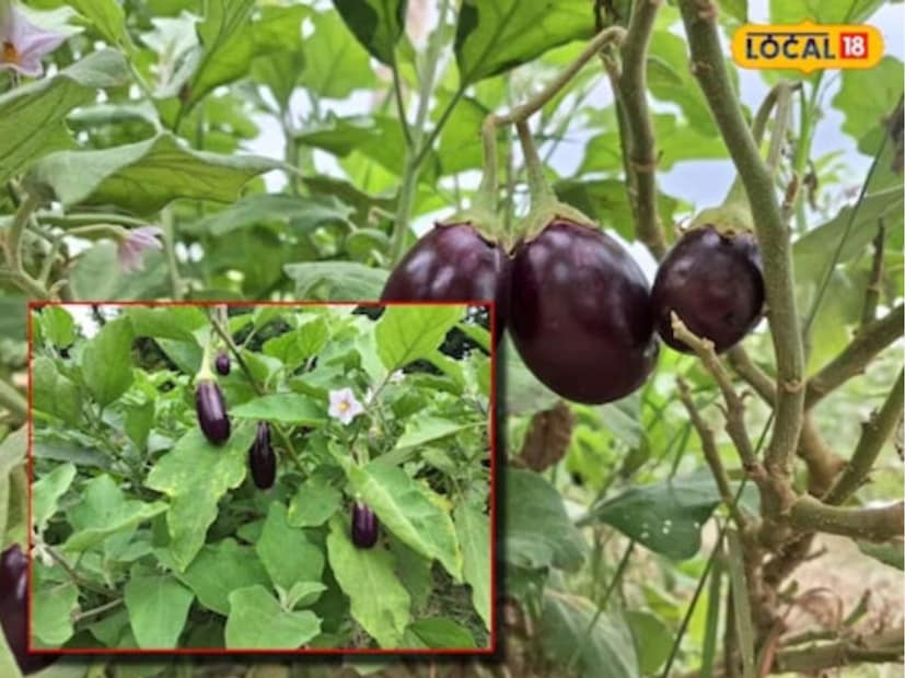 বেগুন সত্যিই স্বাস্থ্যের জন্য খুবই উপকারী, বিশেষ করে শীতকালে। এতে উপস্থিত ভিটামিন ও মিনারেল শরীরের রোগ প্রতিরোধ ক্ষমতা বাড়ায় এবং হজমশক্তি বাড়ায়। নাসুনিনের মতো অ্যান্টিঅক্সিডেন্ট কোষকে রক্ষা করে এবং বার্ধক্য প্রক্রিয়াকে ধীর করে দেয়। এ ছাড়া কম ক্যালোরি এবং বেশি ফাইবার থাকায় বেগুন ওজন কমাতেও সাহায্য করে, যা স্বাস্থ্যকর জীবনযাত্রার জন্য অপরিহার্য।