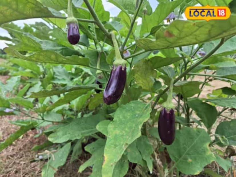 ঋষিকেশে অবস্থিত কায়কল্প হারবাল ক্লিনিকের ডাঃ রাজকুমার সিং লোকাল 18-কে বলেন যে বেগুনে অনেক গুরুত্বপূর্ণ ভিটামিন পাওয়া যায়, যা স্বাস্থ্যের জন্য উপকারী। ভিটামিন সি, কে এবং বি৬ এর মধ্যে প্রধান। ভিটামিন সি একটি শক্তিশালী অ্যান্টিঅক্সিডেন্ট, যা ইমিউন সিস্টেমকে শক্তিশালী করে এবং শরীরকে সংক্রমণ থেকে রক্ষা করে।
