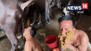 মোষের মূত্র পান, মুখে মাখলেন গোবর