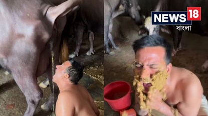 মোষের মূত্র পান, মুখে মাখলেন গোবর মোষের মূত্র পান, মুখে মাখলেন গোবর