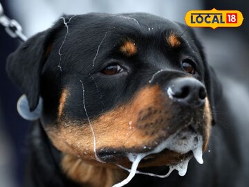Dog bite remedies: কুকুরের কামড়ে রক্তাক্ত হয়েছেন? আতঙ্কিত না হয়ে কী করবেন? বিশেষজ্ঞের পরামর্শ জানুন